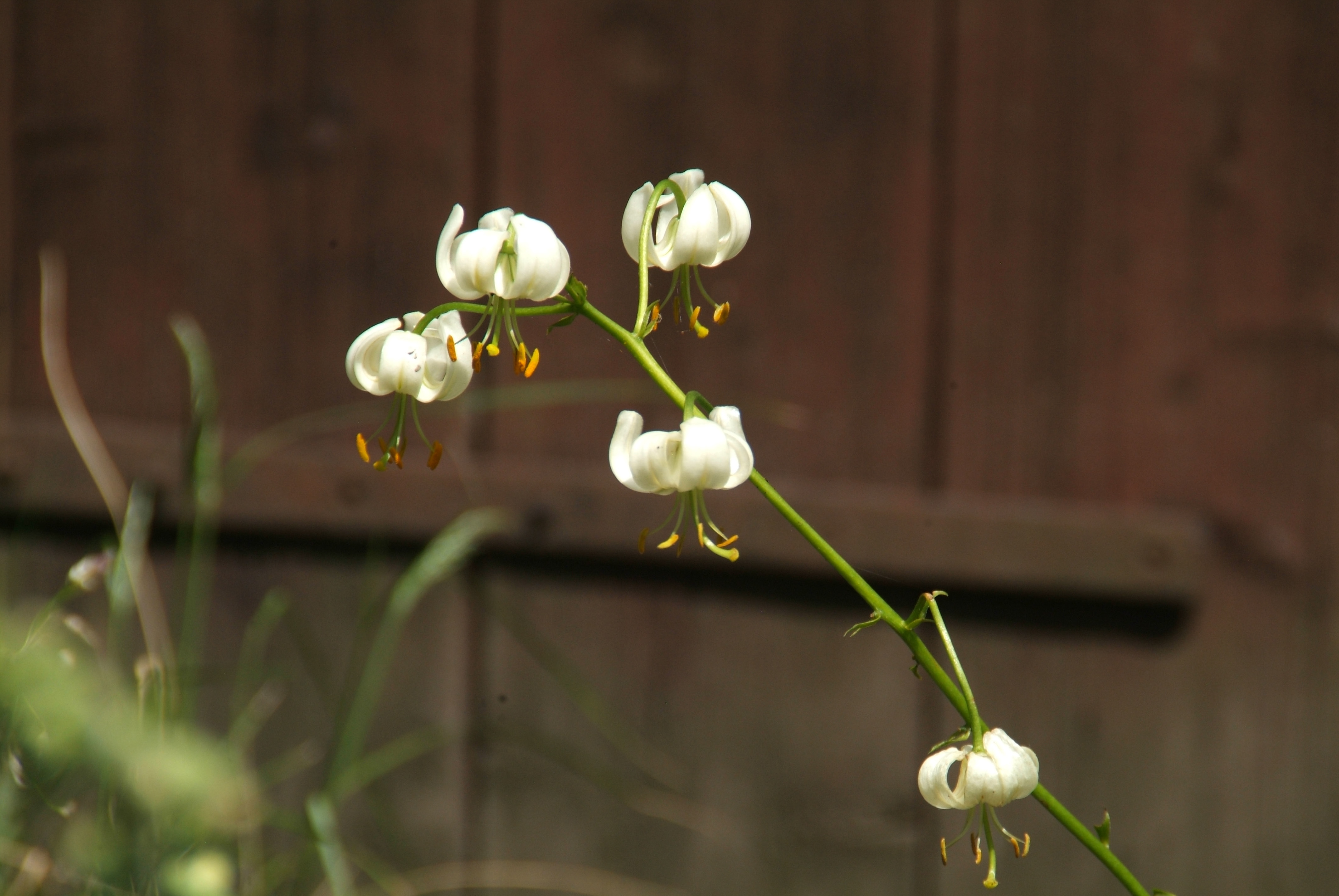 Lilium martagon var. albumTurkse lelie bestellen